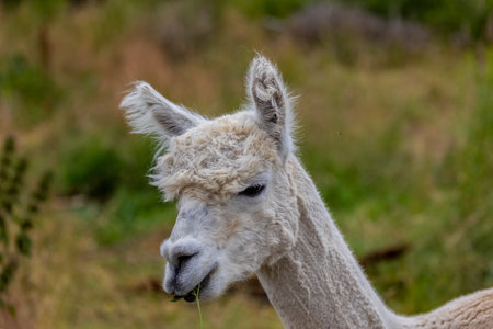 The alpaca (Lama pacos) is a species of South American camelid mammal
