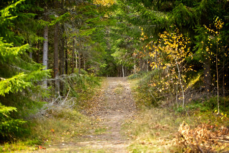 To walk in a forest without having a definite routeの写真素材