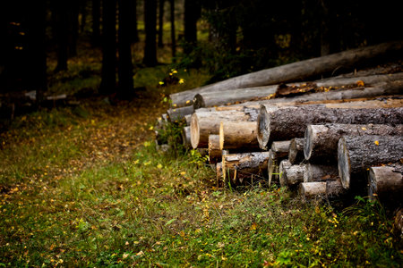 To walk in a forest without having a definite route
