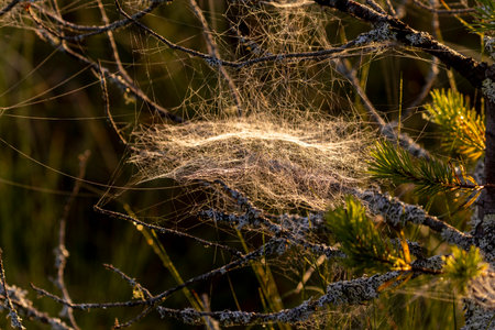 The spider is a master at catching prey in its web, large and small prey are caught and packaged for the upcoming dinnerの写真素材