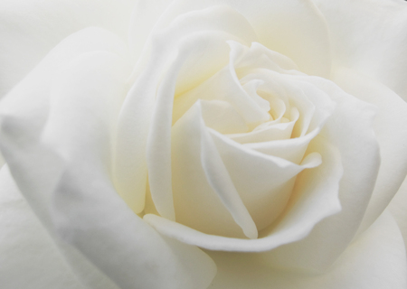 Blooming white roseの写真素材