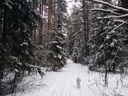 Cold winter day in the snow covered forest. Outdoor activity with the dog.の写真素材