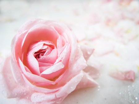 Beautiful pink rose with water drops. Can be used as background. Soft focus. Romantic styleの写真素材