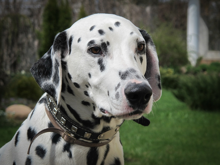The portrait of young purebred dalmatian in the gardenの写真素材
