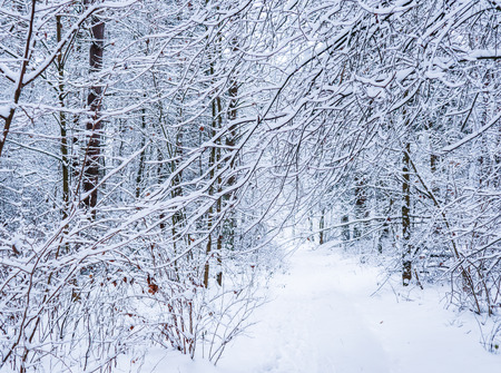 Beautiful winter forest with snowy trees. Ð lot of thin twigs covered with white snowの写真素材