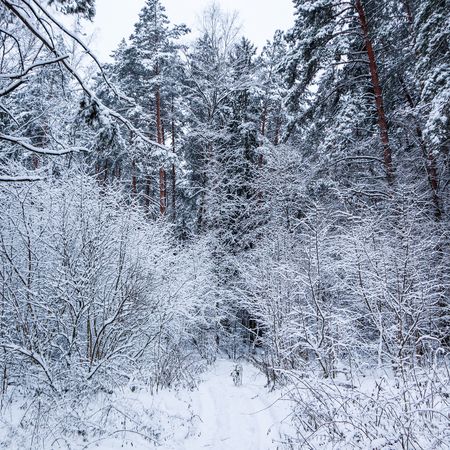 Beautiful winter forest with a lot of thin twigs covered in snow. Running Dalmatian on a white snow path.の写真素材