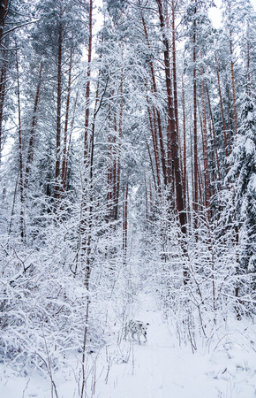 Dalmatian runs in beautiful winter forest with many thin twigs covered in snow.の写真素材