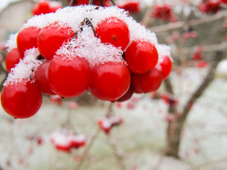 Picturesque branch of red berries of viburnum with white snow in the gardenの写真素材