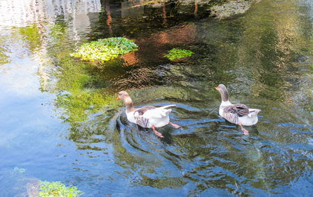 Two ducks swim in the clear river water with beautiful reflection and ripples.の写真素材