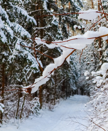 Picturesque branch covered with snow on the background of the winter forestの写真素材