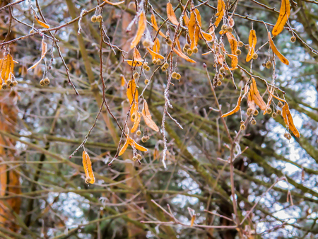 Branches and leaves of linden trees covered with frost in the winter forestの写真素材