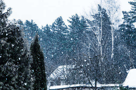Heavy snowfall in the village against the backdrop of the winter forestの写真素材