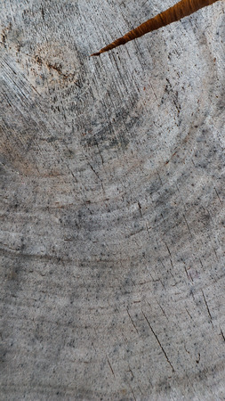 Background from cross section of tree trunk. Abstract texture from the rings of old weathered wood with a crack. 16x9の写真素材