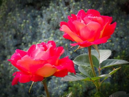 Beautiful two red roses in the garden on a sunny day. Ideal for background greeting cardsの写真素材