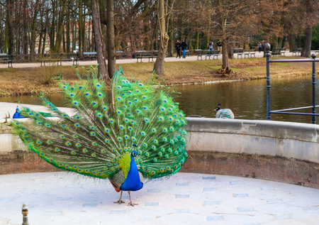 Beautiful and colorful peacock in Royal Baths Park (Lazienki Park). Warsaw, Polandの写真素材
