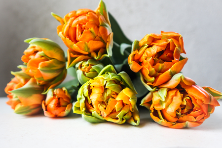 Beautiful orange tulips on white backdrop. Perfect for background greeting cardの写真素材