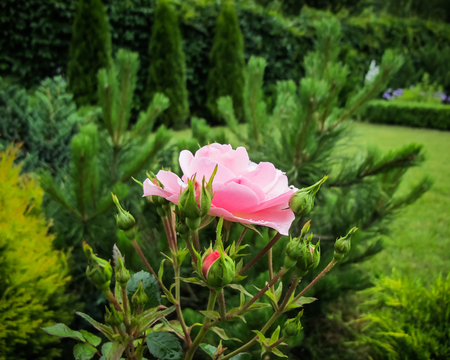 Beautiful pink rose with dew drops in the garden. Ideal for background greeting cardsの写真素材