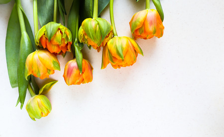Beautiful orange tulips on white backdrop. Perfect for background greeting cardの写真素材