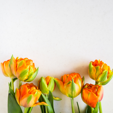 Beautiful orange tulips on white backdrop. Perfect for background greeting cardの写真素材