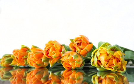 Beautiful orange tulips on the mirror. Isolated on white background. Perfect for backdrop greeting cardの写真素材