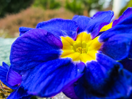 Blooming blue with yellow center primula in the spring gardenの写真素材