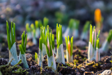 Spring is coming. The first yellow crocuses in my garden on a sunny dayの写真素材