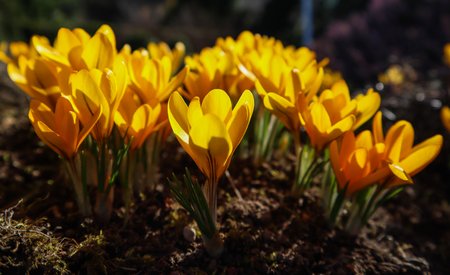 Spring in my garden. The first yellow crocuses on sunny dayの写真素材