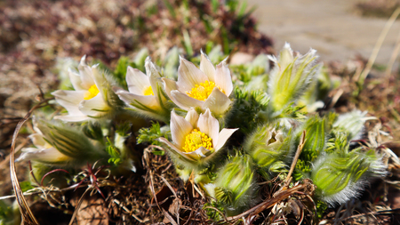 Opening of beautiful white silky flowers (pulsatilla alpina) in the spring garden