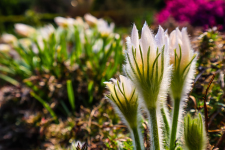 Opening of beautiful white silky flowers (pulsatilla alpina) in the spring gardenの写真素材