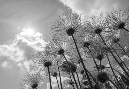 Alpine anemone (Pulsatilla alpina apiifolia) fruits on a background of blue sky with clouds. Black and whiteの写真素材
