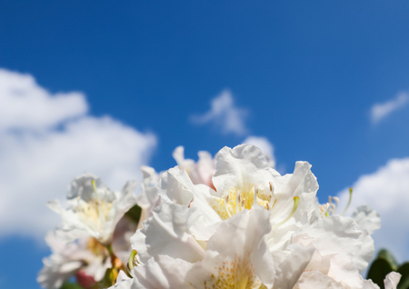 Beautiful petals of Rhododendron flower Cunningham's White on the background of blue sky with cloudsの写真素材