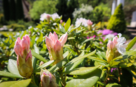Opening of beautiful white flower of Rhododendron Cunningham's White in spring garden. Gardening conceptの写真素材