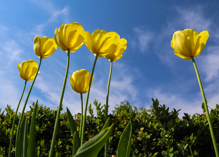 Beautiful yellow tulips in spring against blue sky with clouds. Floral backgroundの写真素材