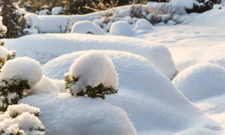 Winter garden covered with a thick layer of white fluffy snow on a sunny day. Natural winter...
