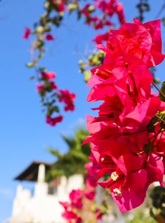 Beautiful pink begonville flowers in a traditional summer house garden in Bodrum, Turkeyの写真素材
