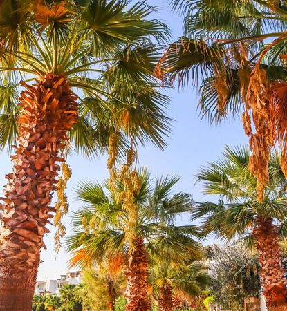 Palms (Date palms) against the blue sky in sunsetの写真素材