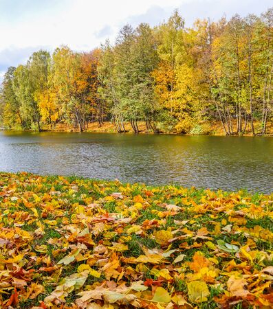 Falling yellow leaves on green grass by a lake on an autumn sunny day. Autumn backgroundの写真素材