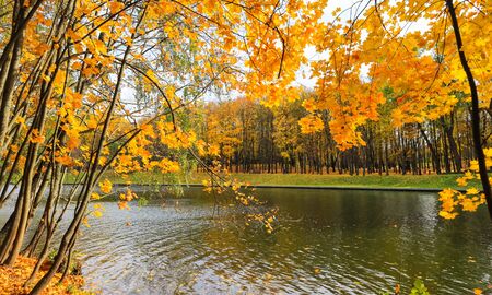 Bright yellow leaves on a maple by the river on a sunny autumn dayの写真素材
