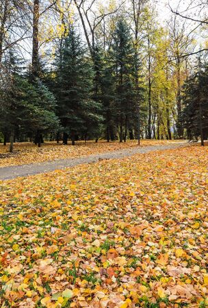 Fallen yellow leaves in the park. Autumn backgroundの写真素材
