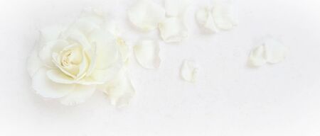 Beautiful white rose and petals on white background. Ideal for greeting cards for wedding, birthday, Valentine's Day, Mother's Dayの写真素材