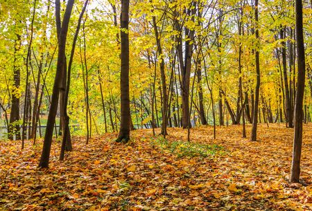 Fallen yellow leaves in a park by the lake on an autumn sunny dayの写真素材