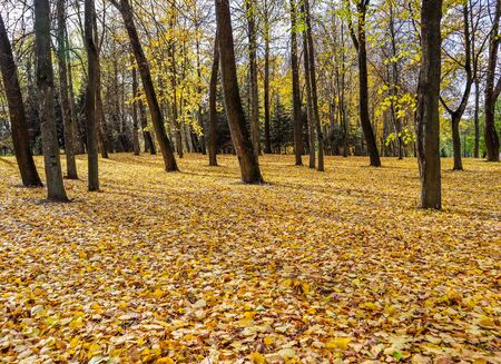 Fallen yellow leaves in the park on an autumn sunny dayの写真素材