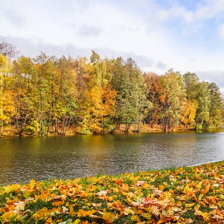 Falling yellow leaves on green grass by a lake on an autumn sunny day. Autumn backgroundの写真素材