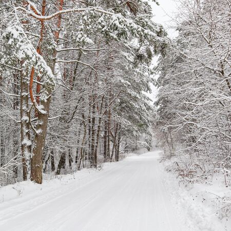 Beautiful winter forest with snowy trees and a white road. Fairy tale.の写真素材