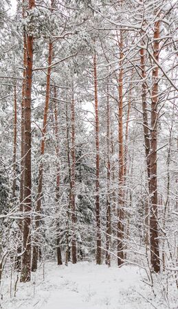 Snowy winter forest. Snow covered branches trees and bushesの写真素材