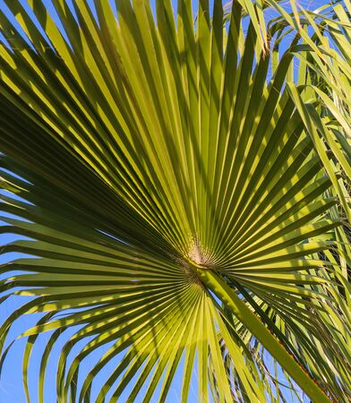 Palm leaf on blue sky backgroundの写真素材