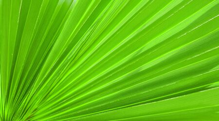 Palm leaf texture for backgroundの写真素材