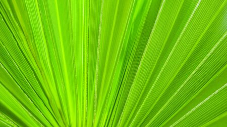Palm leaf texture for backgroundの写真素材