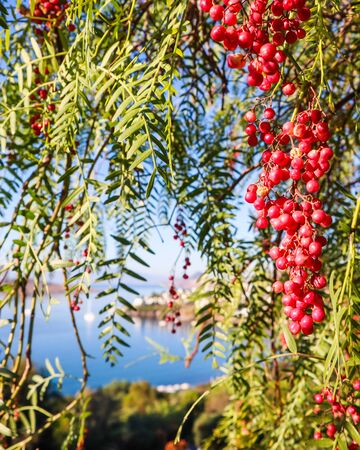 Branches of Brazilian pepper (Schinus terebinthifolius or aroeira or rose) with fruits on a background of a seascapeの写真素材