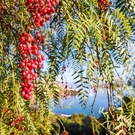 Branches of Brazilian pepper (Schinus terebinthifolius or aroeira or rose) with fruits on a background of a seascapeの写真素材